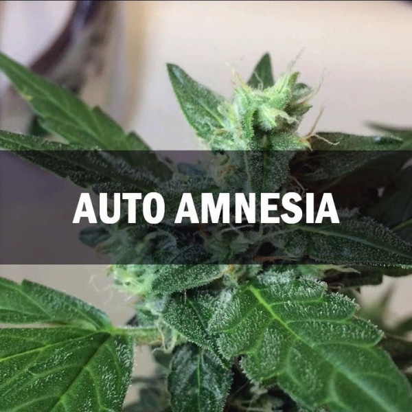 Amnesia (Auto )