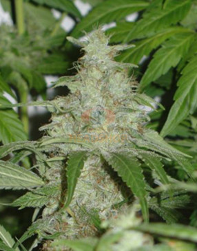 CBD Himalaya Gold (feminised)