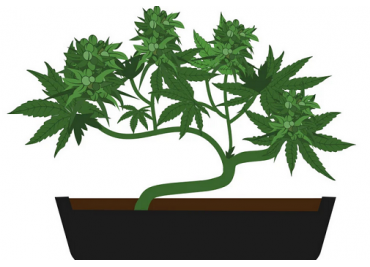 "Canna Bonsai: How to Create a Bonsai from Cannabis"
