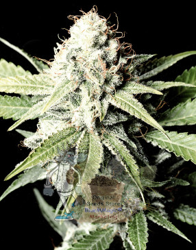 Auto Great White Shark Fem