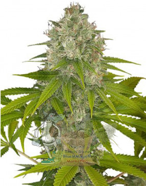 Auto OQ Kush