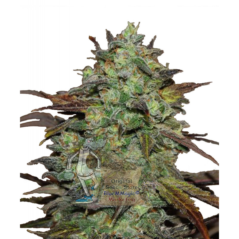 Eleven Roses Feminized